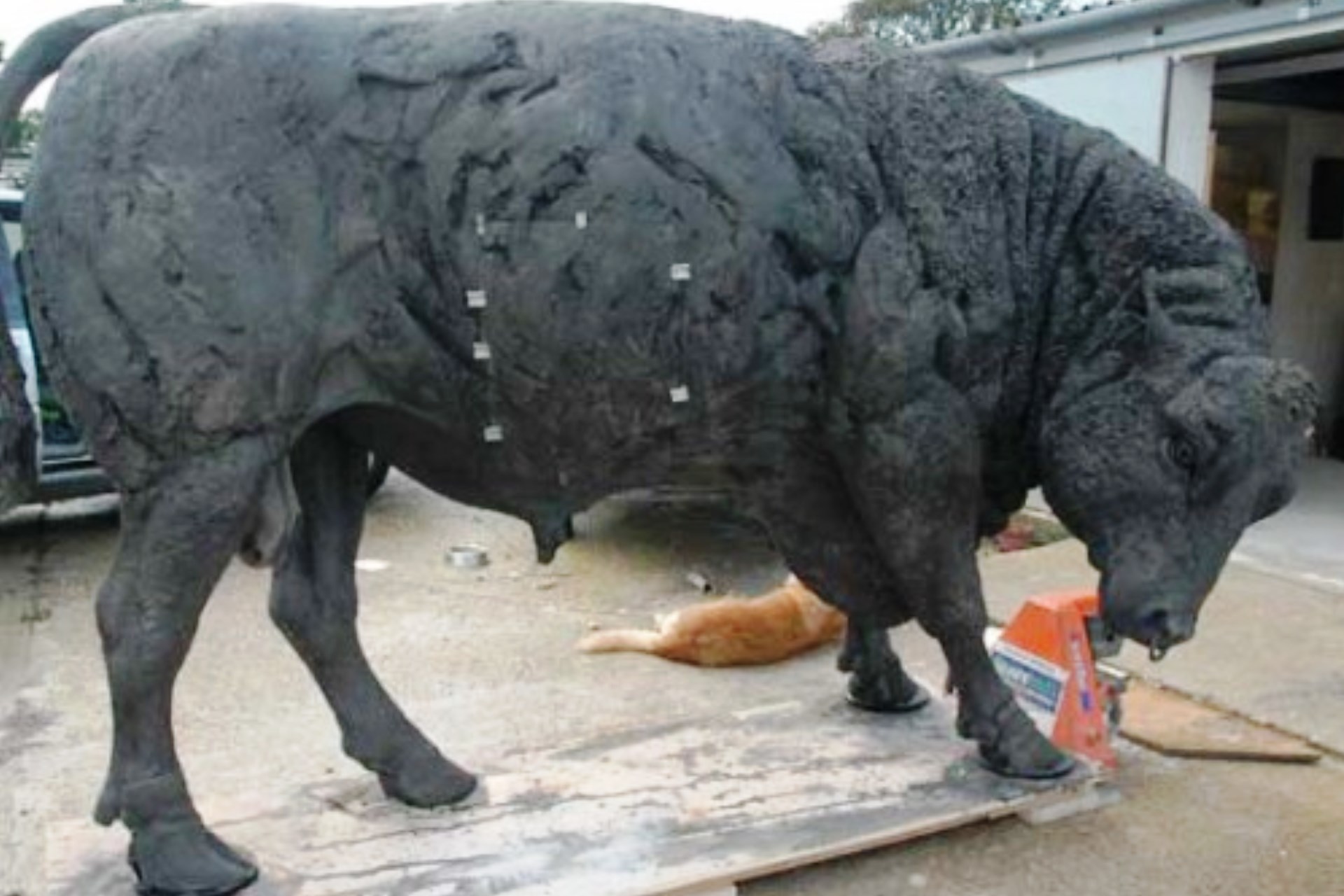 Judy Boyt Animal Sculpture Black Prince Bull