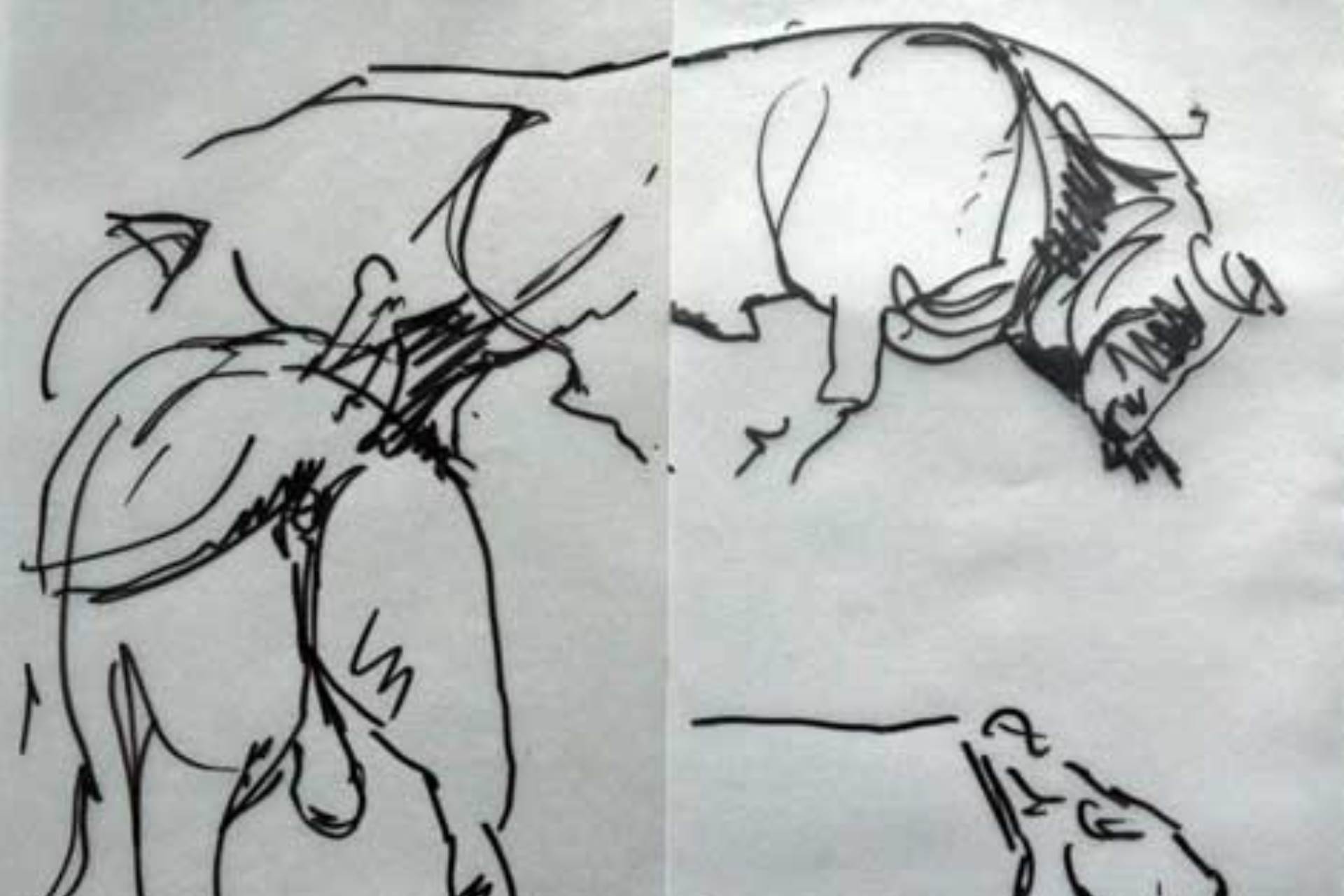Judy Boyt Animal Drawing Bull