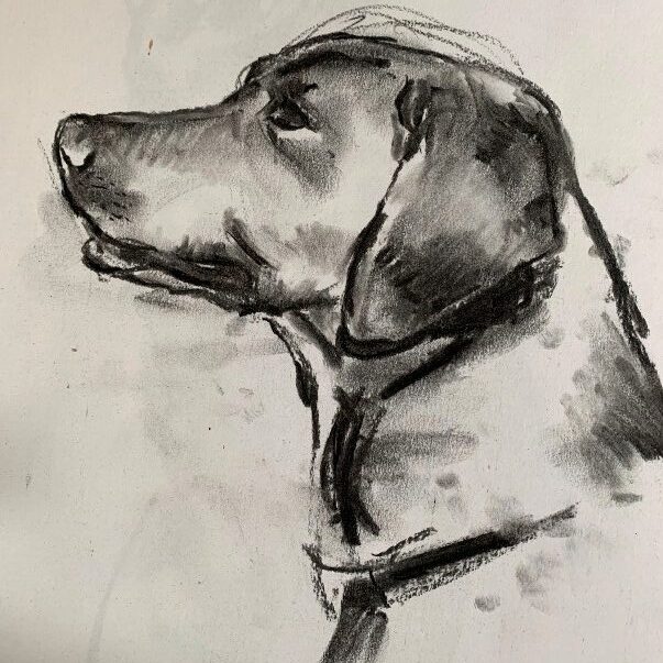 Judy Boyt Pastel Drawings The Dog