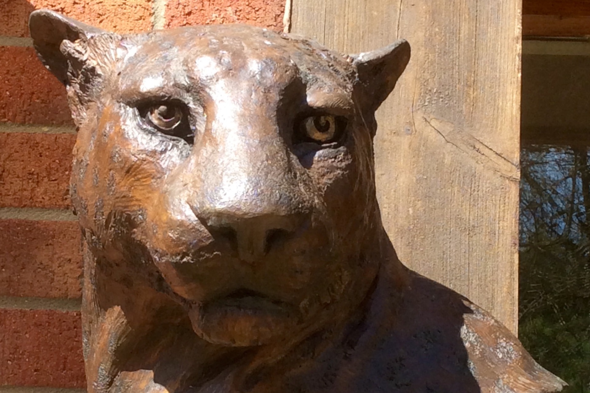 Judy Boyt Animal Sculptures Eyes of the Hunter